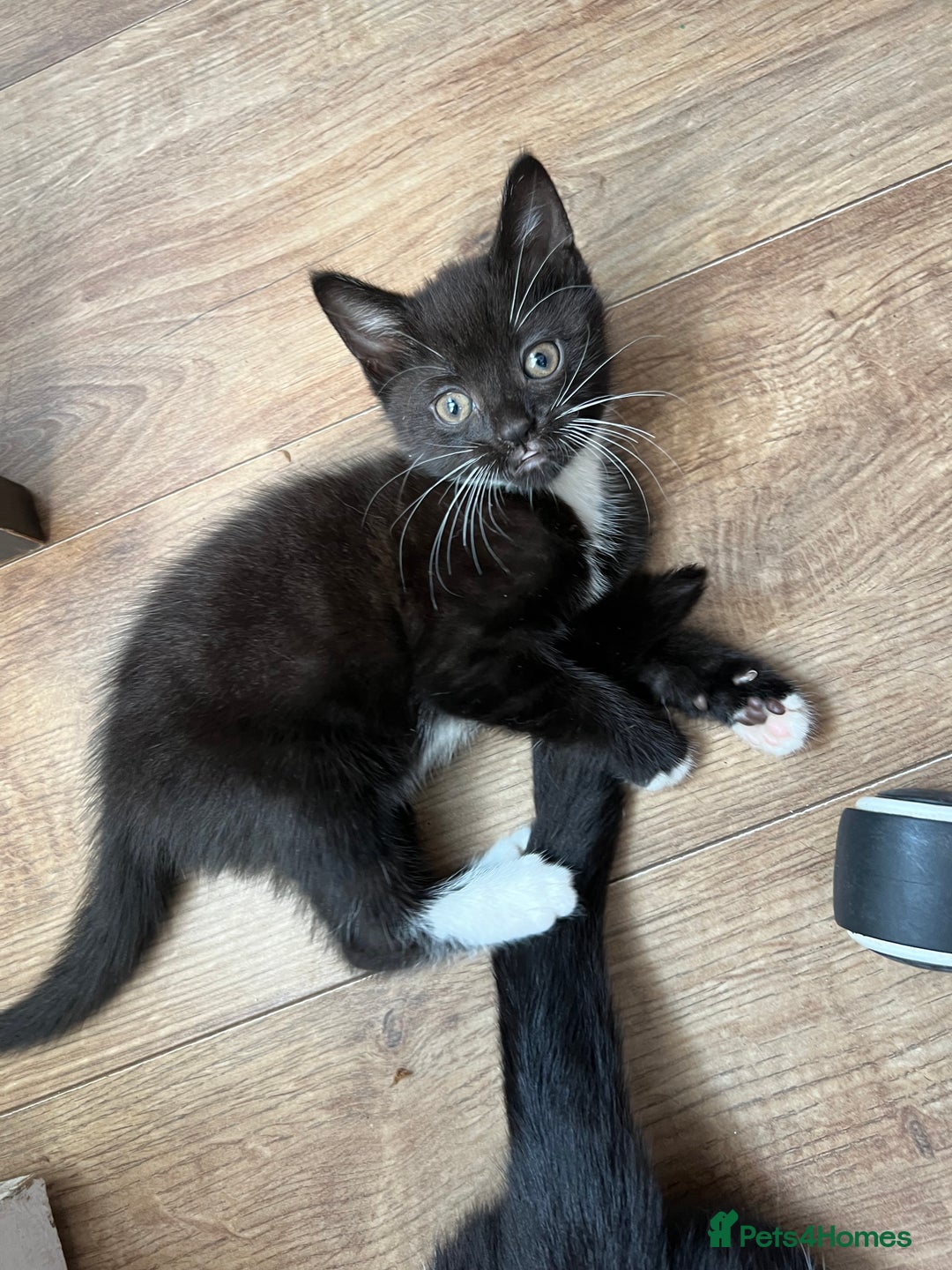 Mixed Breed cats for sale: GORGEOUS BOYS NEEDING HOMES - Image 2