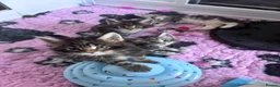 Maine Coon cats for sale: Stunning TICA Registered Mainecoons - Advert 3