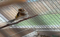 Canaries birds for sale: Canary - Image 7