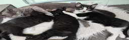 Mixed Breed cats for sale: Black Kittens with White Markings Tuxedo & Solid  - Advert 7