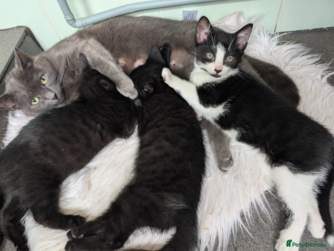 Mixed Breed cats for sale: Black Kittens with White Markings Tuxedo & Solid  - Advert 7