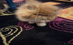 Persian cats for sale: Beautiful red/white pedigree Persian male kitten - Image 19