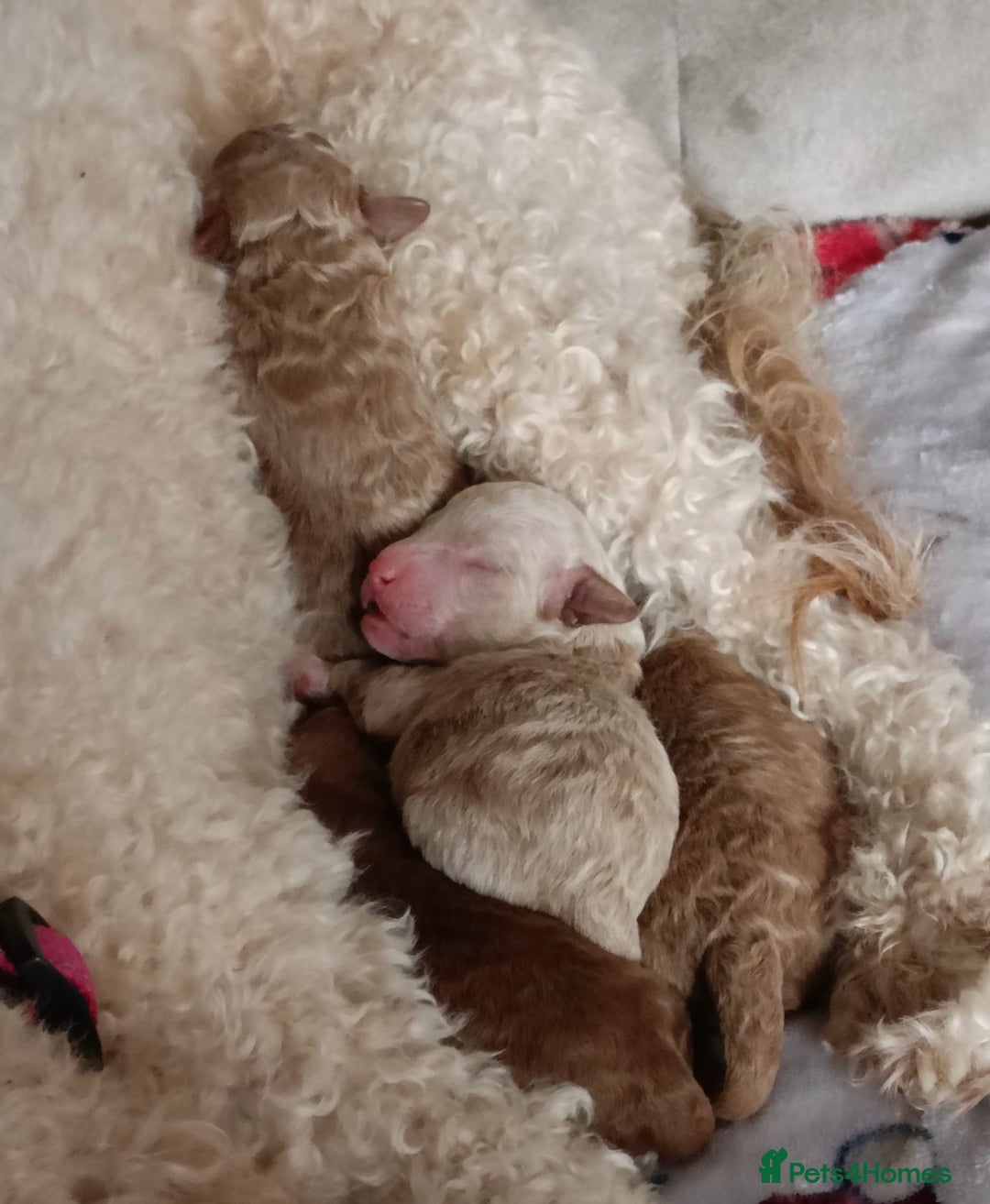 Toy Poodle dogs for stud: Red Toy Poodle for STUD KC Registered in Dudley - Advert 14