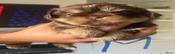 Shih Tzu dogs for sale: Shitzu puppies  - Advert 9