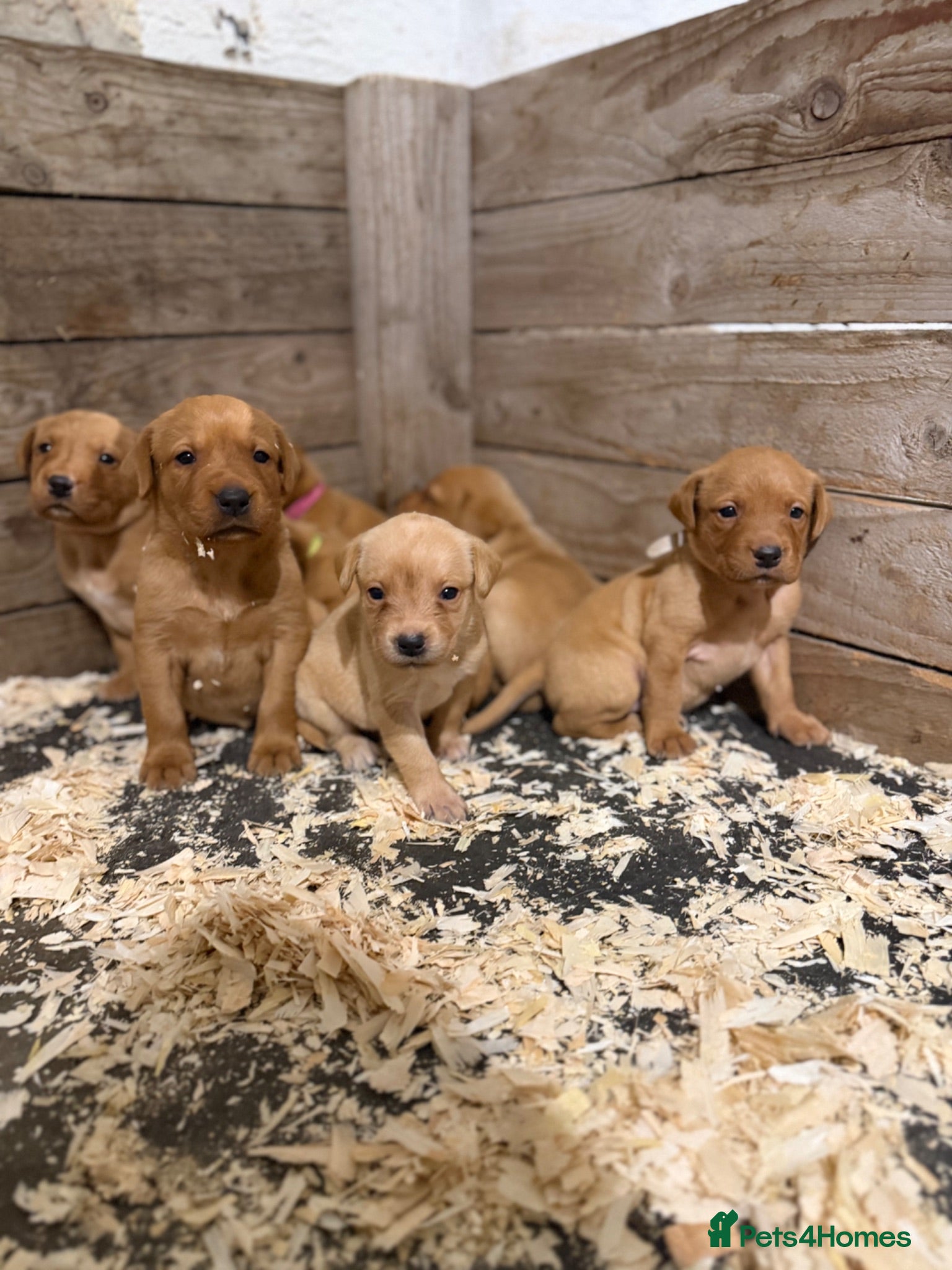 Labrador Retriever dogs KC Registered Labrador Puppies - Advert 1