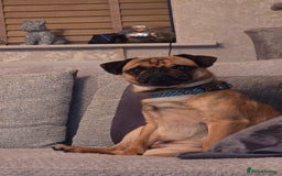 Mixed Breed dogs for sale: Beautiful Walter - Image 4