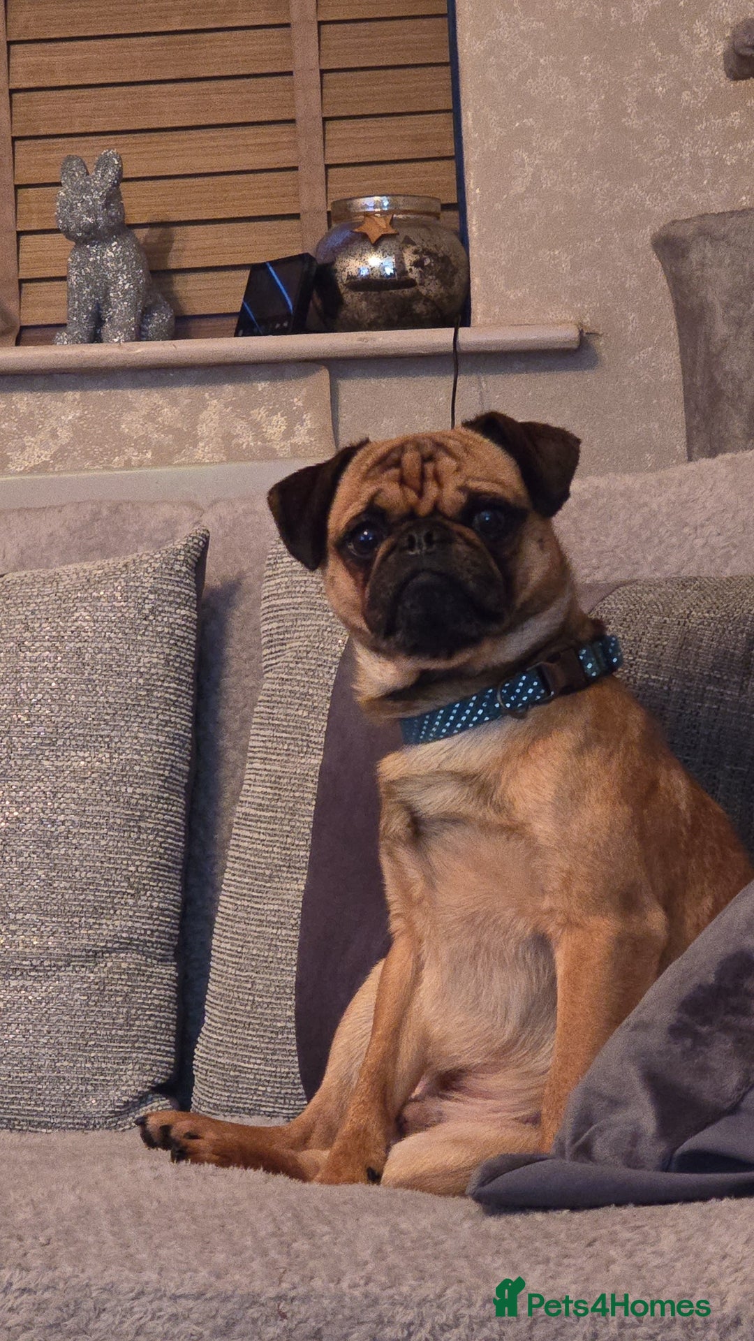 Mixed Breed dogs for sale: Beautiful Walter - Image 4