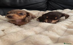 Miniature Dachshund dogs for sale: Miniature dachshunds  - Image 4