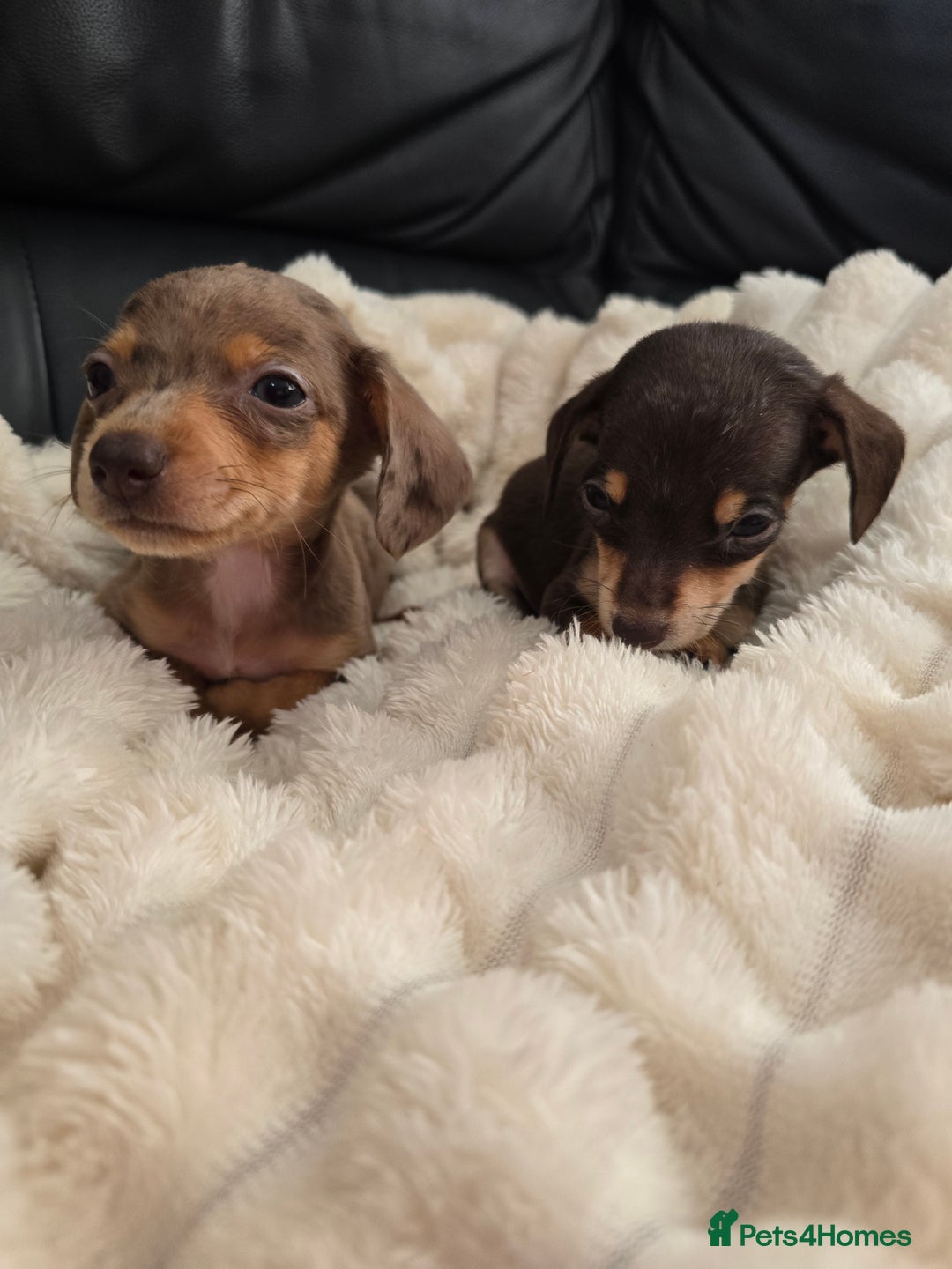 Miniature Dachshund dogs for sale: Miniature dachshunds  - Image 4