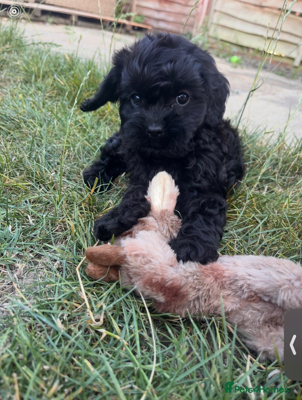 Cavapoo dogs F1 cavapoo  - Advert 2