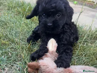 Cavapoo dogs F1 cavapoo - Advert 2