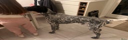 Mixed Breed dogs for sale: Beautiful Buddy German short/long hair pointer  - Advert 3