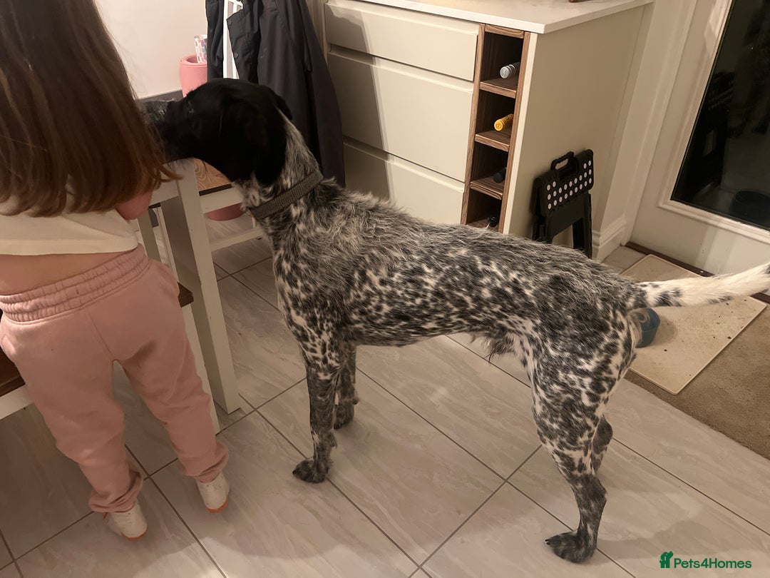 Mixed Breed dogs for sale: Beautiful Buddy German short/long hair pointer  - Advert 3