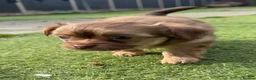 Chihuahua dogs for sale: 💕🐾 GORGEOUS LONG-HAIRED CHIHUAHUA GIRLS 🐾💕 - Advert 12