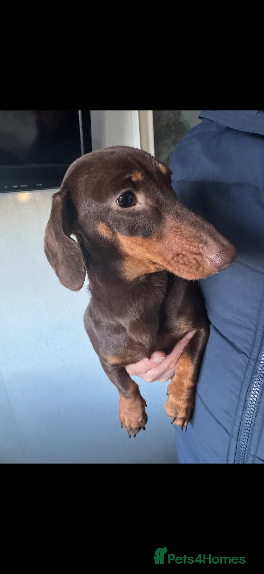 Miniature Dachshund dogs for sale: KC CHOCOLATE & TAN MINIATURE DACHSHUND  - Advert 2