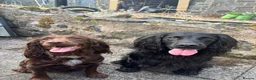 Cocker Spaniel dogs for sale: Gorgeous Cocker Spaniel puppy - Advert 7