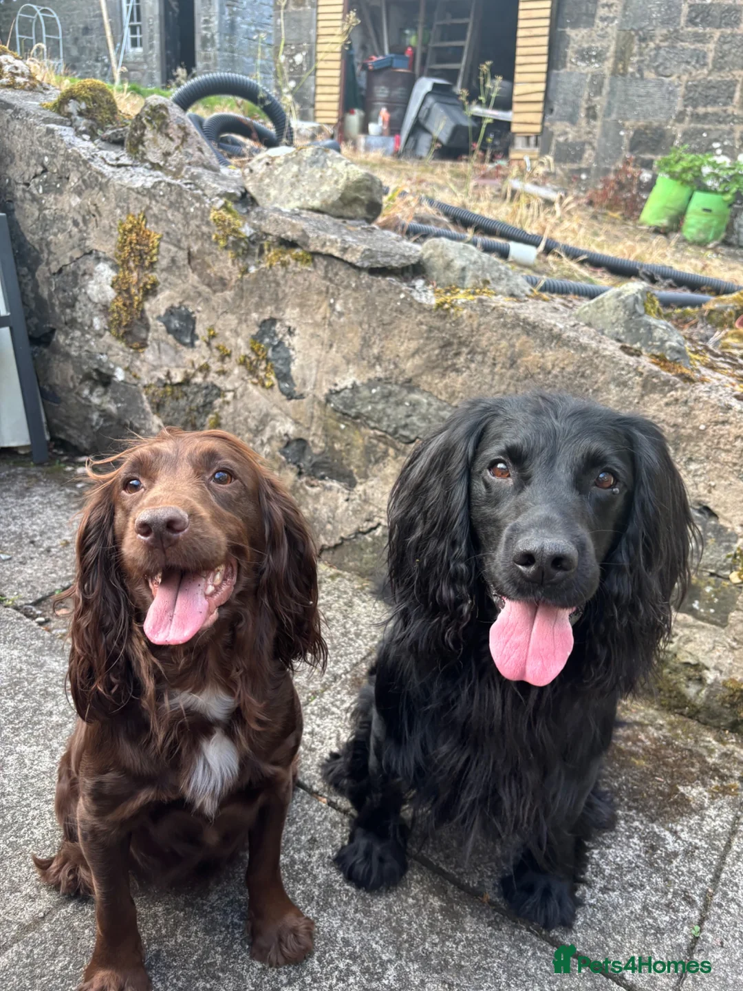 Cocker Spaniel dogs for sale: Gorgeous Cocker Spaniel puppy - Advert 7