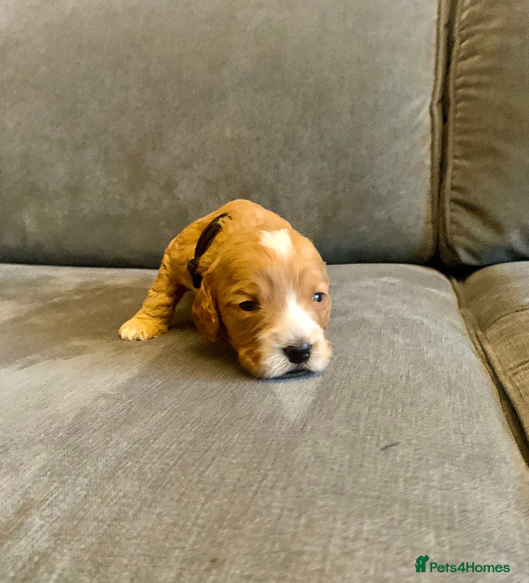 Cockapoo dogs for sale: Cockapoo F1b - Advert 38