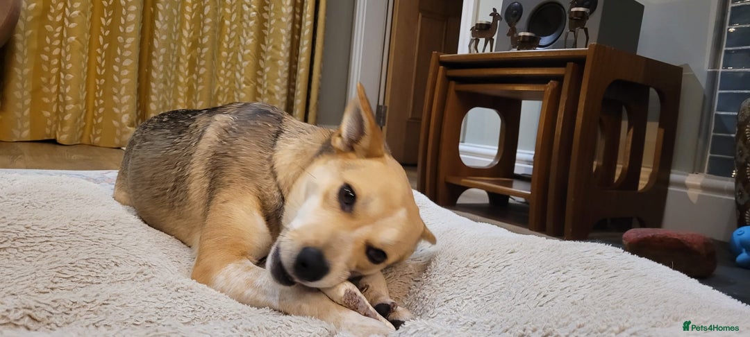 Mixed Breed dogs for adoption: ❤️ Lolly❤️- 1.5-year-old small gentle girl  - Advert 6