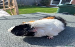 Guinea Pig rodents for sale: Male guinea pig - Image 3