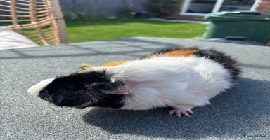 Guinea Pig rodents - Advert 1
