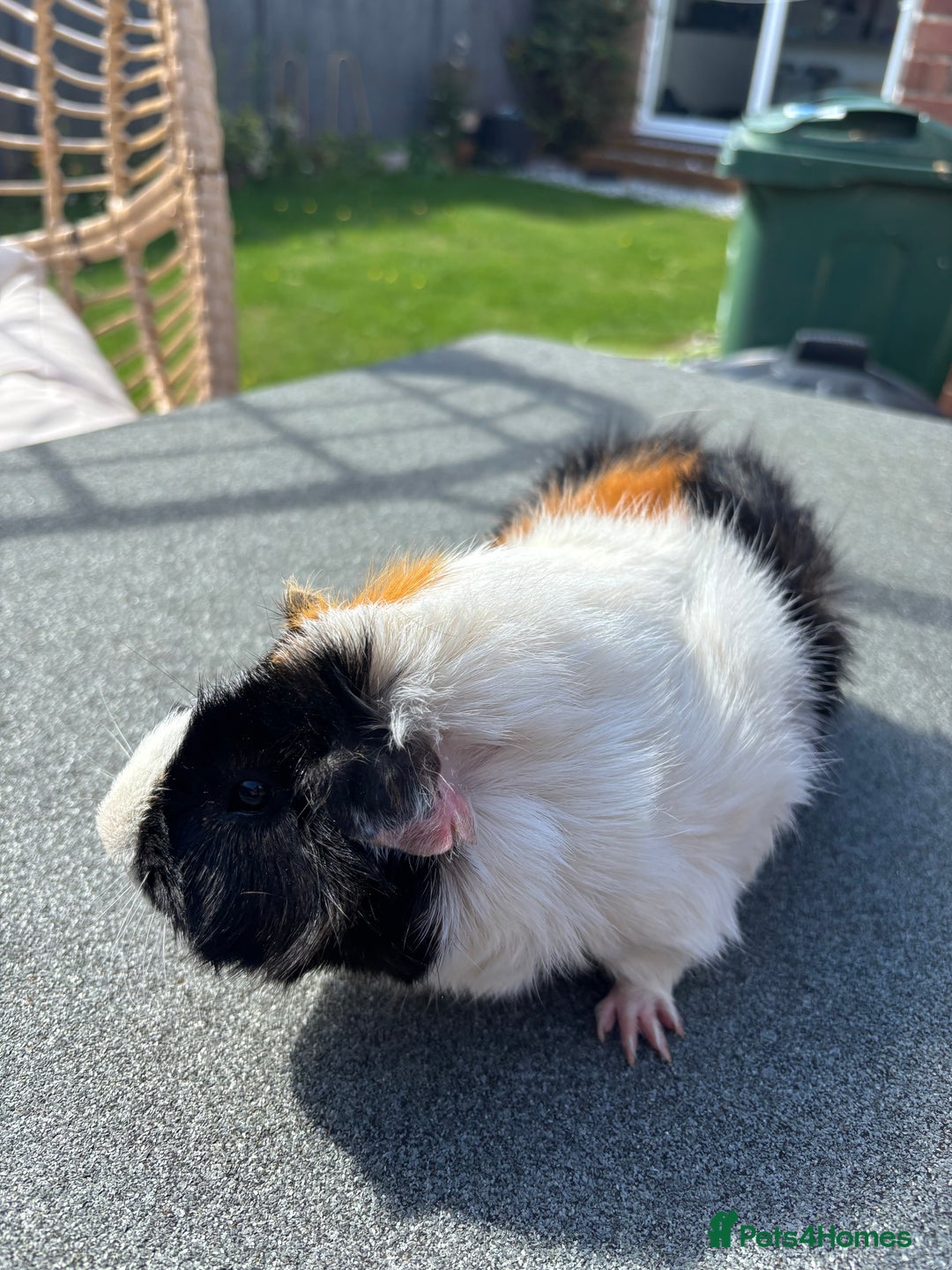 Guinea Pig rodents for sale: Male guinea pig - Image 3