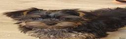 Yorkshire Terrier dogs for sale: Stunning Yorkshire Terrier puppies.  - Advert 11
