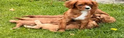 Cavapoo dogs for sale: Fox red&  dark peach cavapoo’s reared with love. - Advert 5