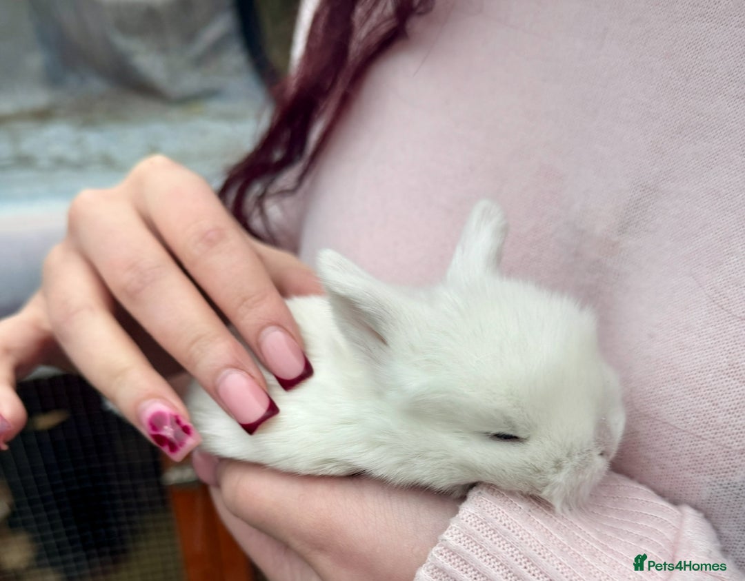Mini Lop rabbits for sale: Mixed Mini Lops - Advert 2