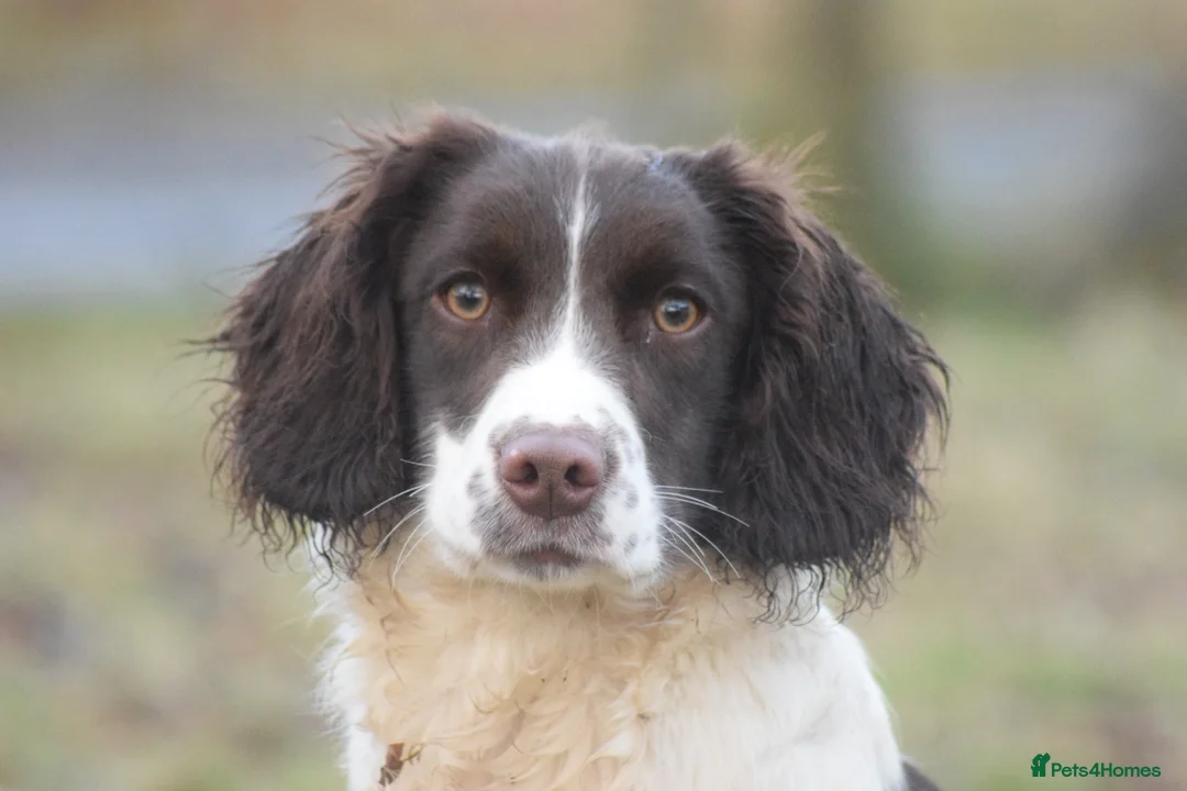 English Springer Spaniel dogs for sale: Female English springer spaniel  - Advert 2