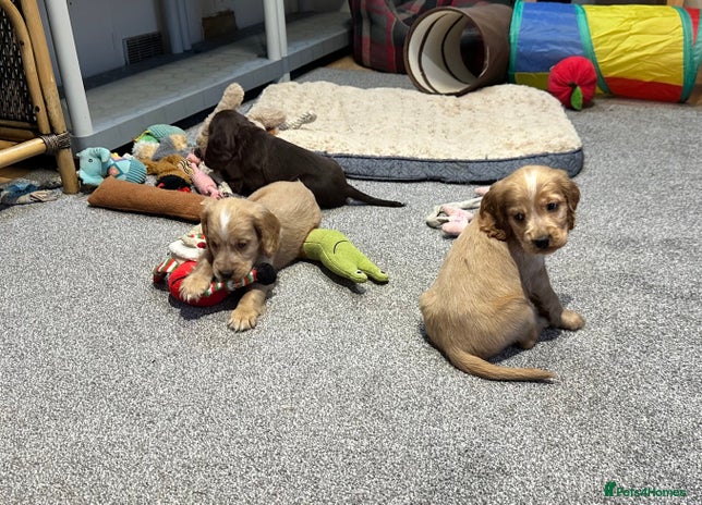 Cocker Spaniel dogs - Advert 3