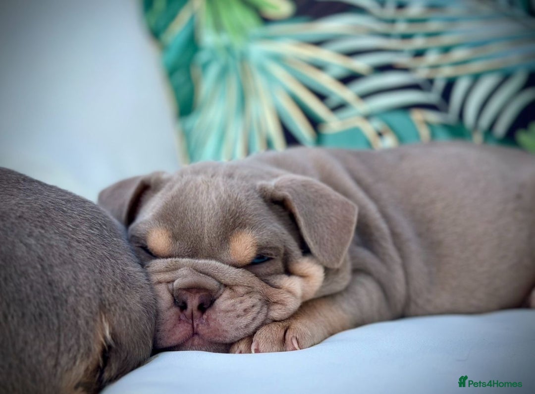 English Bulldog dogs for sale: Champion Bloodlines KC British Bulldogs - Image 13