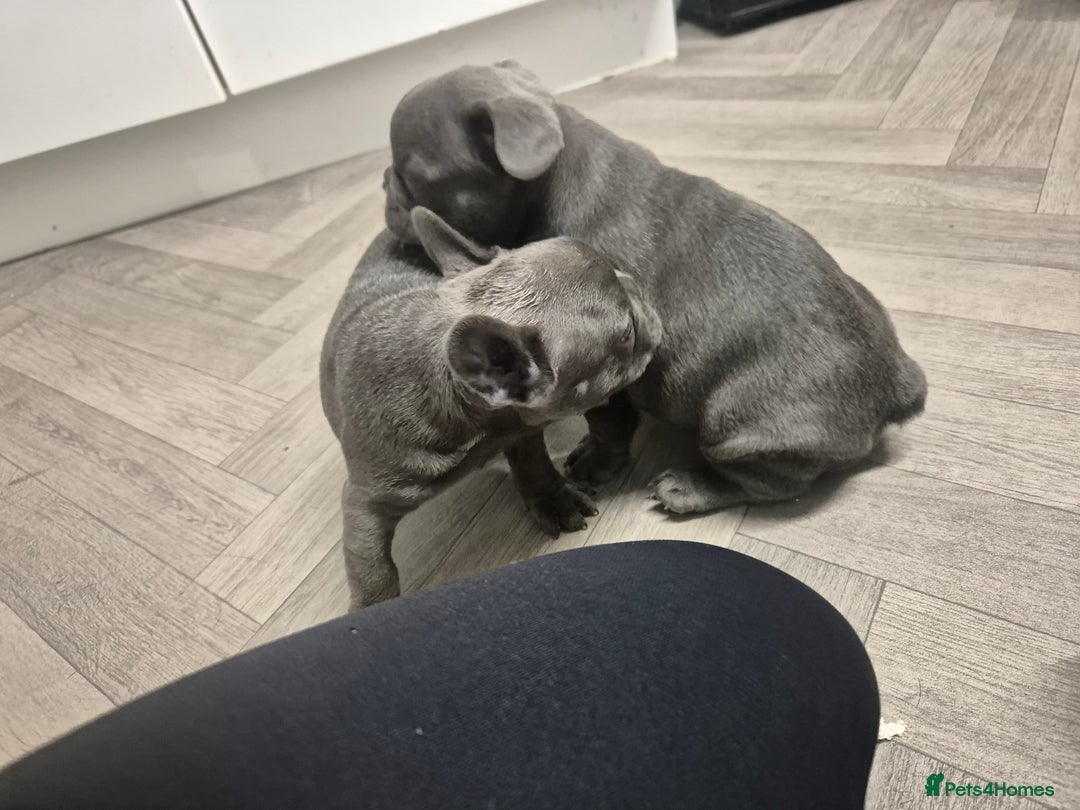 French Bulldog dogs for sale:  REDUCED ! 2 blue french bulldog boys for sale. - Advert 5