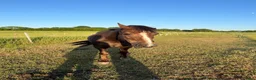 New Forest horses for sale: Willow, 13.2 liver chestnut  - Advert 4