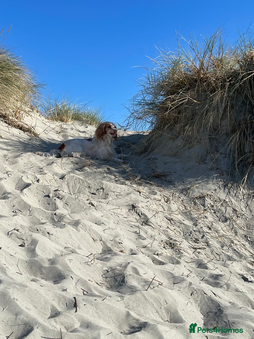 Mixed Breed dogs for sale: Beautiful Female Sprocker Spaniel-3 years old - Advert 5