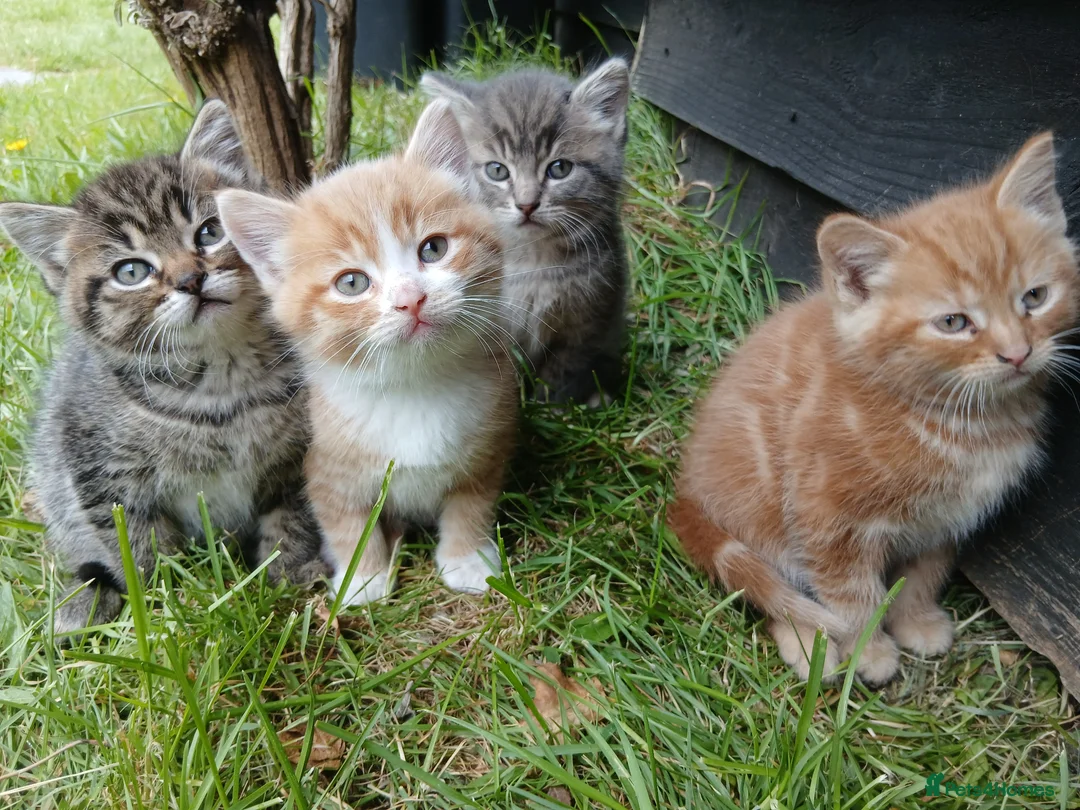 Mixed Breed cats for sale: 4 Tortoiseshell Kittens Looking For A Loving Home - Advert 2