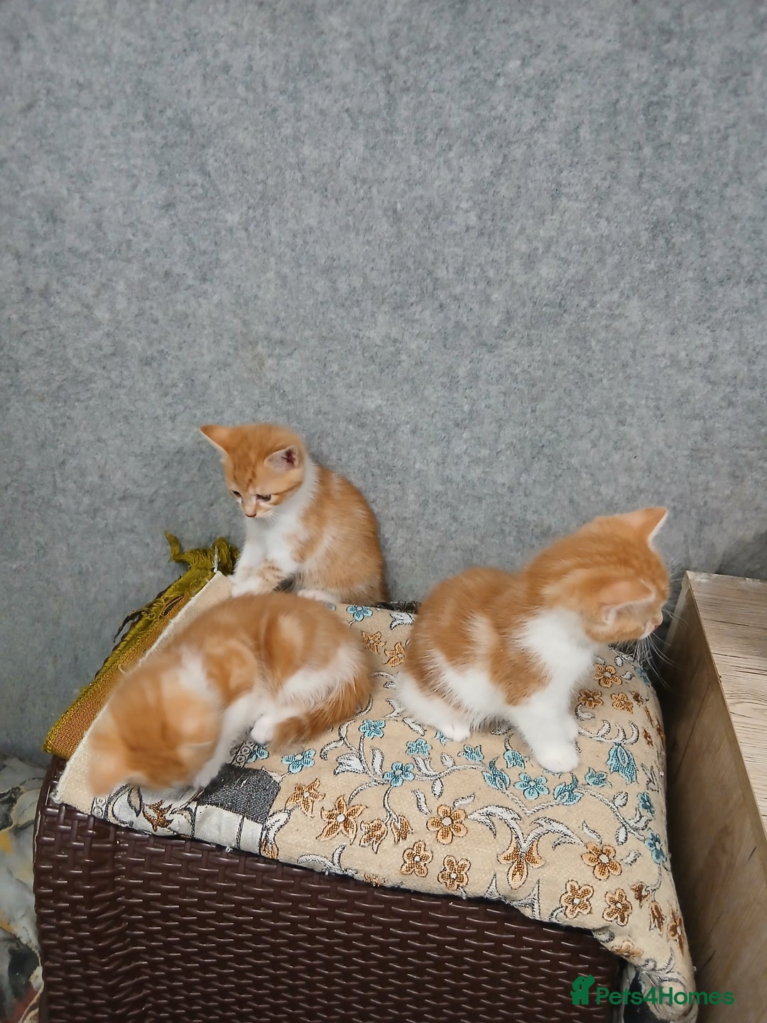 Mixed Breed cats for sale: Friendly kitten - Image 20