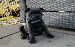 Staffordshire Bull Terrier dogs for stud: A NEW SUPERIOR SOLID BLUE MALE  - Image 16