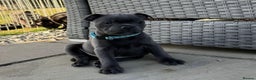 Staffordshire Bull Terrier dogs for stud: A NEW SUPERIOR SOLID BLUE MALE  - Advert 19