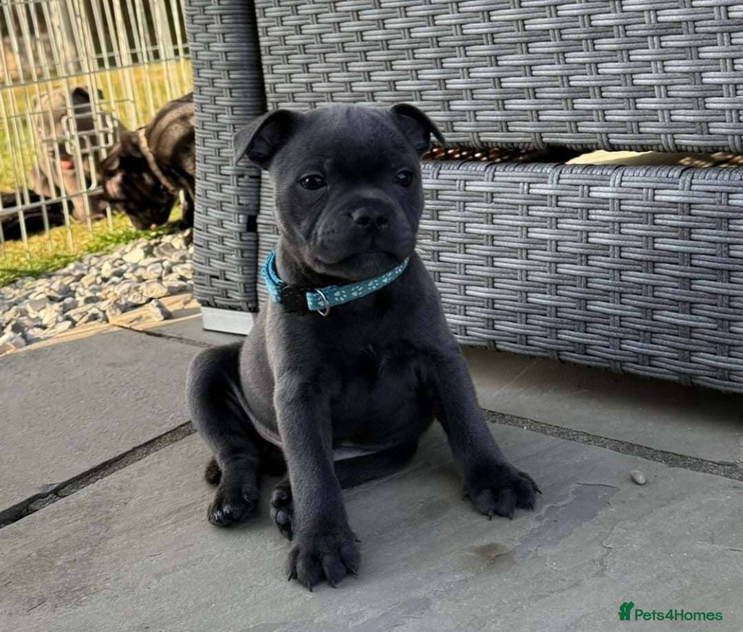 Staffordshire Bull Terrier dogs for stud: A NEW SUPERIOR SOLID BLUE MALE  - Image 16
