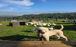 Cockapoo dogs for sale: Cockerpoo puppies F1. Stunning litter  - Image 17