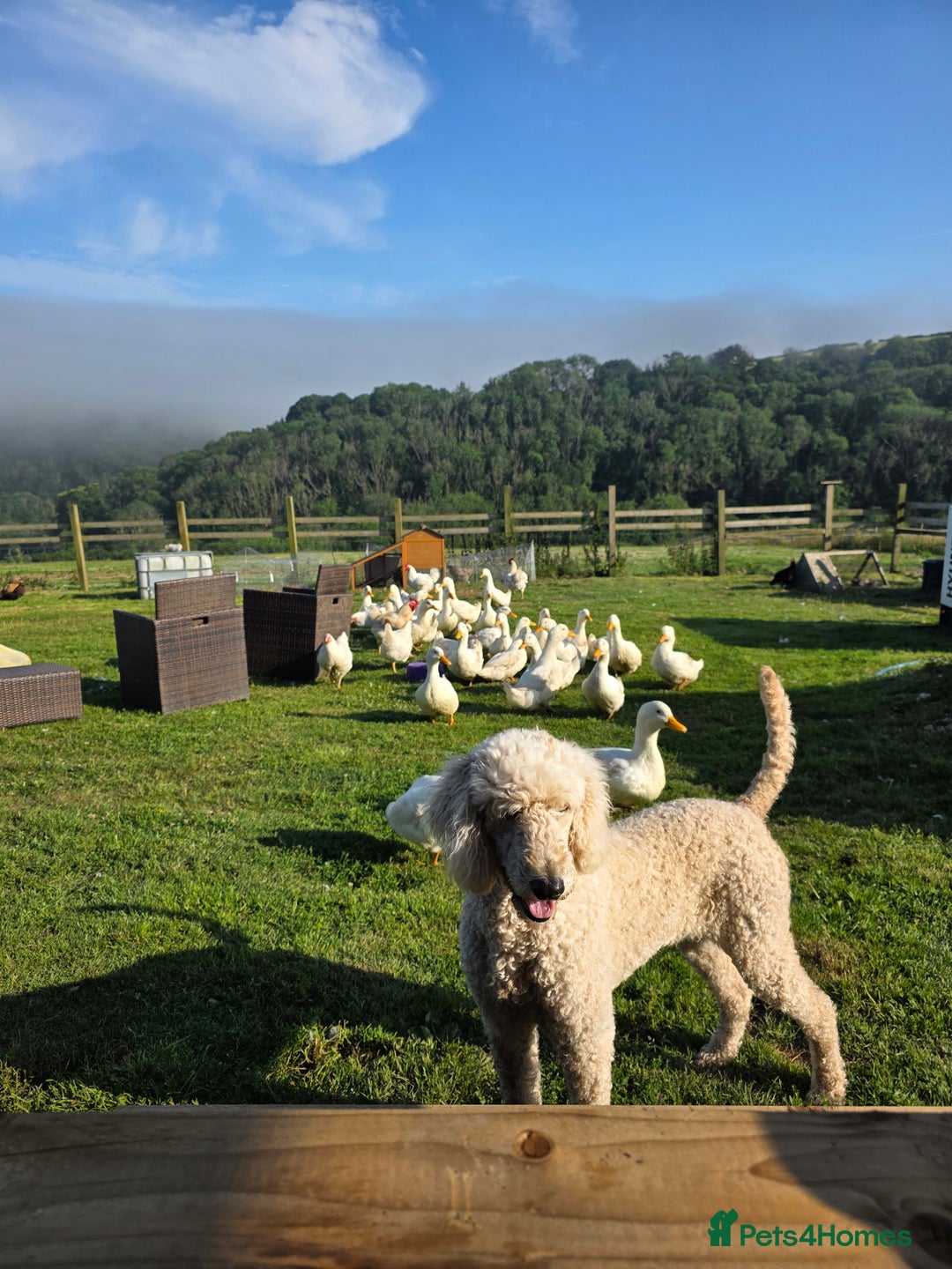 Cockapoo dogs for sale: Cockerpoo puppies F1. Stunning litter  - Image 17