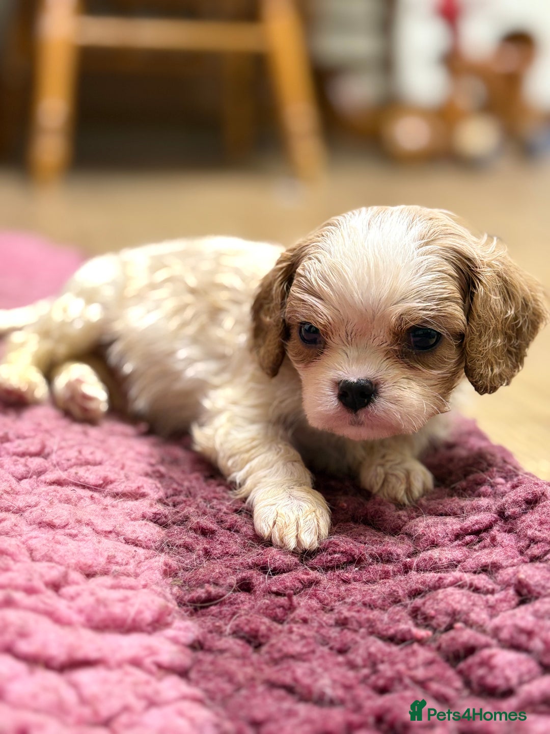 Cavalier King Charles Spaniel dogs for sale: Specialist Health Tested Cavalier King Charles  - Advert 10