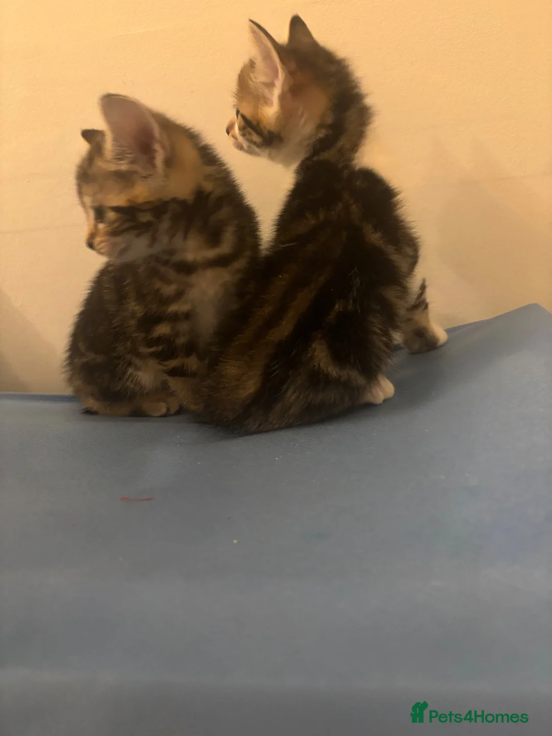 Mixed Breed cats for sale: Adorable playful kittens  - Advert 2