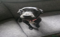 Mixed Breed dogs for sale: Girl puppy for sale - Image 2