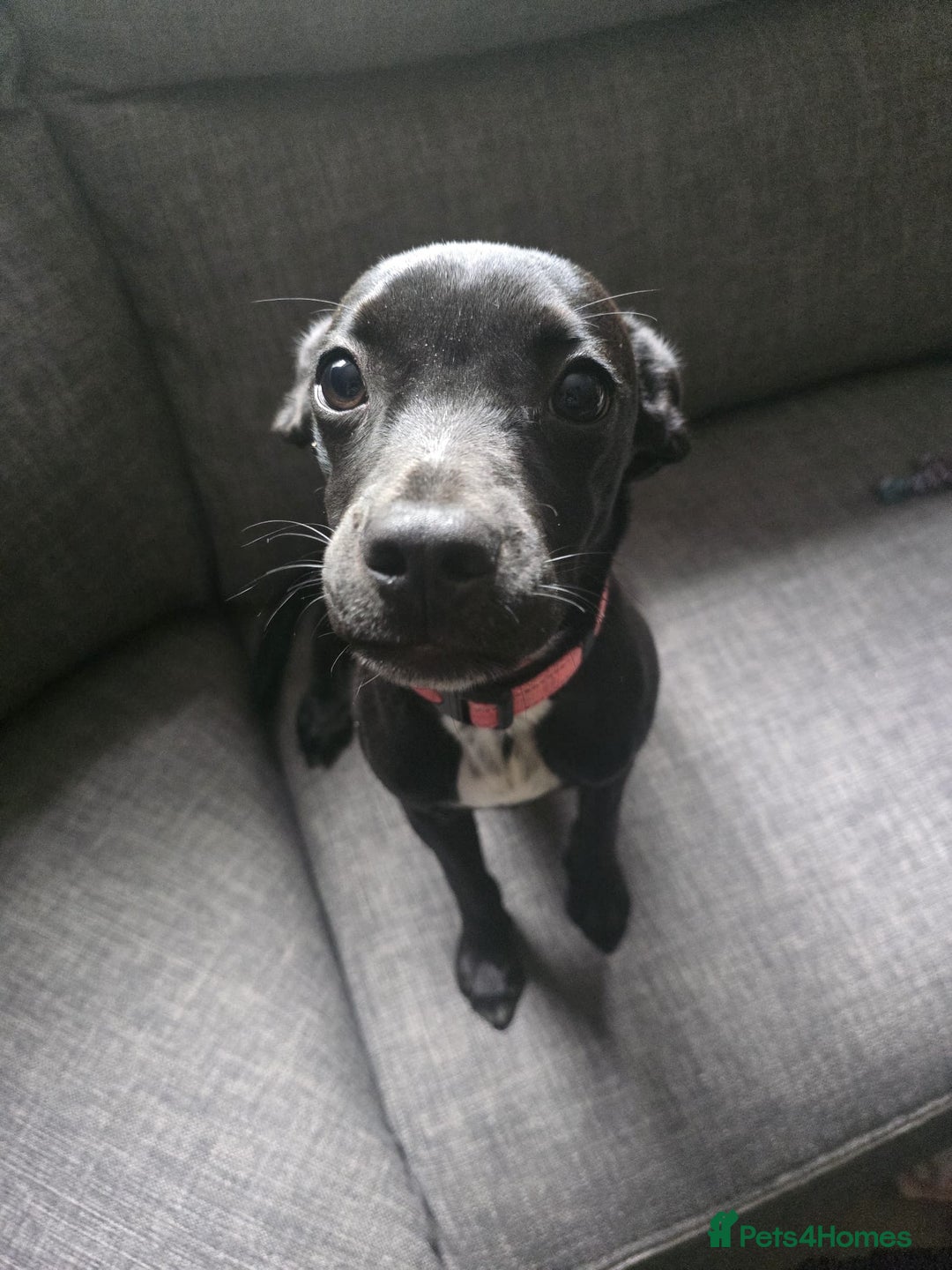 Mixed Breed dogs for sale: Girl puppy for sale - Image 2
