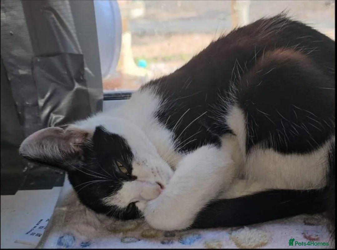 Mixed Breed cats for adoption: Ollie boy is looking for a home in Hook - Advert 2