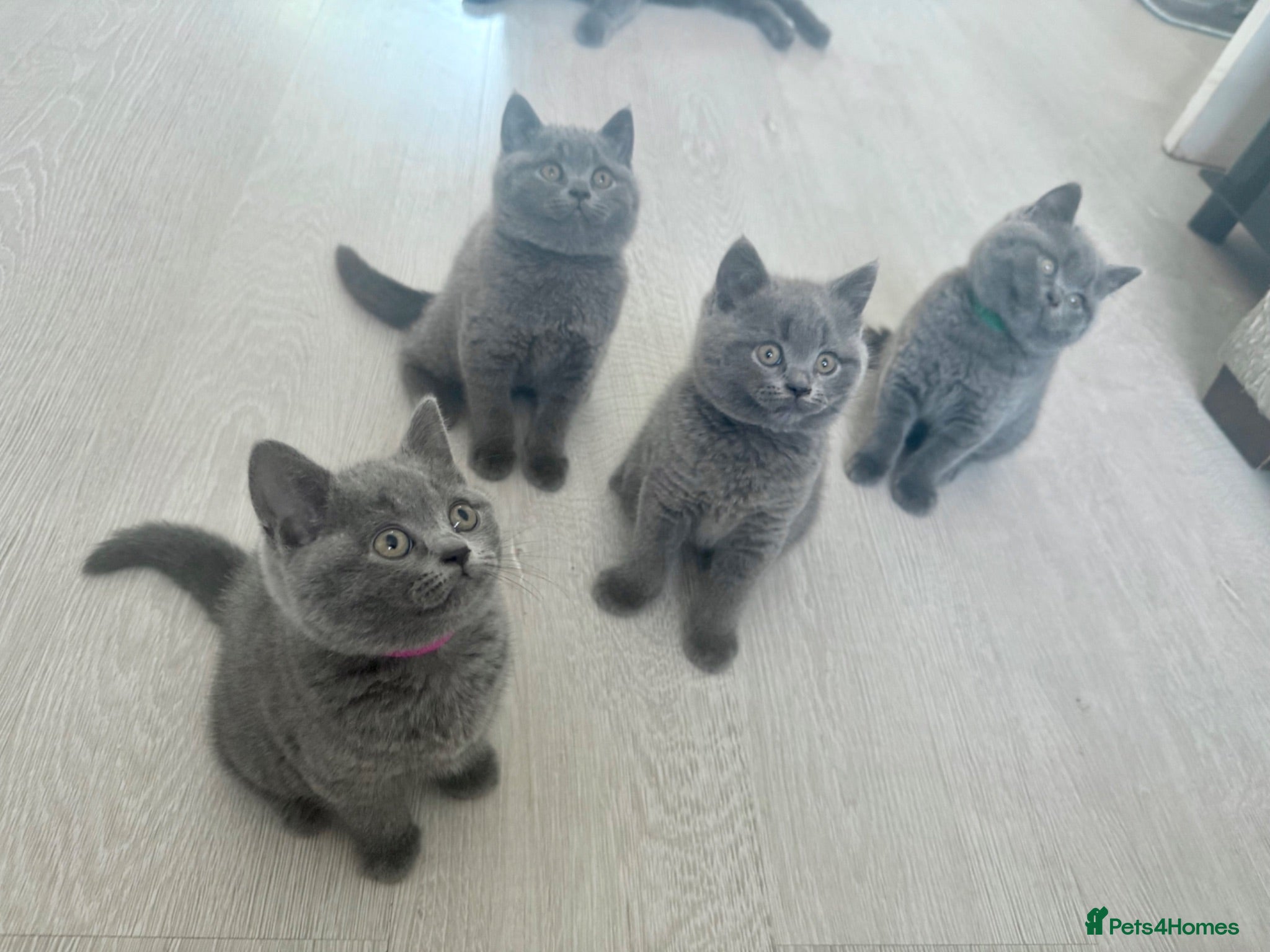 British Shorthair cats BSH Pedigree GCCF registered  - Advert 16