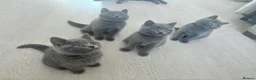 British Shorthair cats for sale: Beautiful 😍 GCCF British shorthair kittens - Advert 3