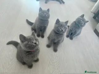 British Shorthair cats BSH Pedigree GCCF registered - Advert 16